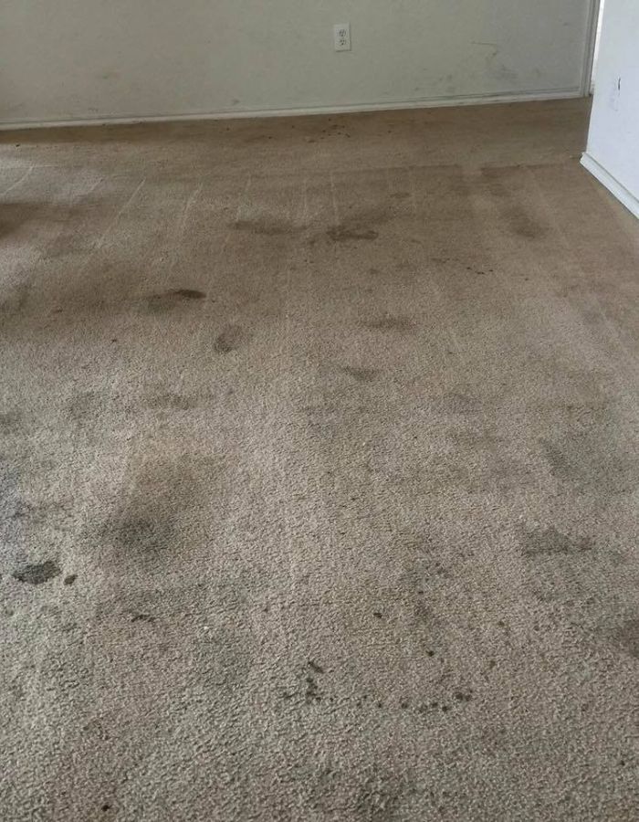 Pet Odor Stain Removal in Austin TX